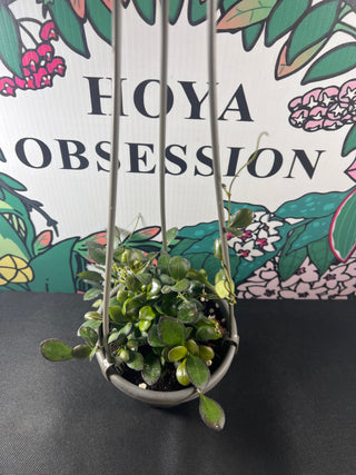 Hoya bilobata IML 228 aka (Hoya panchoi)- Rare