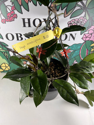 Hoya crassifolia