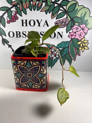 Hoya macrophylla - Hybrid (cuttings)