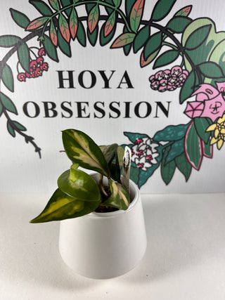 Hoya carnosa  ‘Rubra’