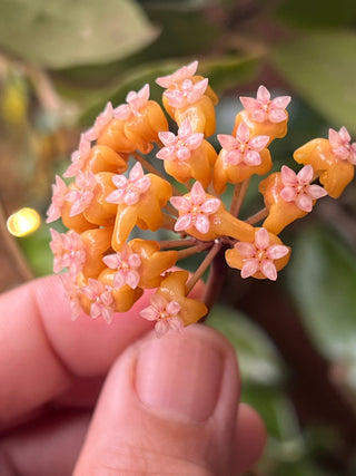 Hoya benguetensis X-2 - Orange- Rooted Cuttings