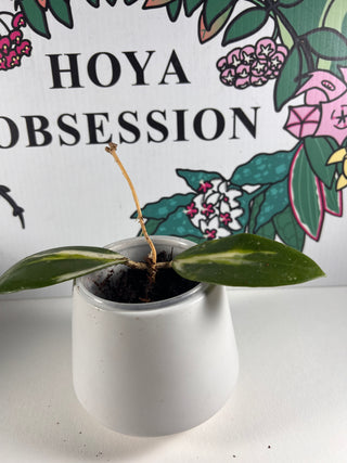 Hoya acuta (Inner variegated)