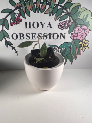 Hoya acuta (now under H. verticillata) Small leaves