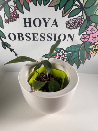 Hoya blashernaezii ssp. siariae (Peach)