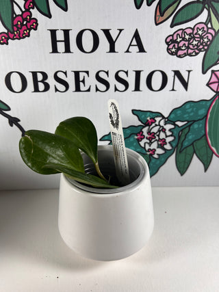 Hoya macrophylla - Hybrid (cuttings)