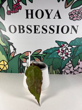 Hoya caudata Big Leaves