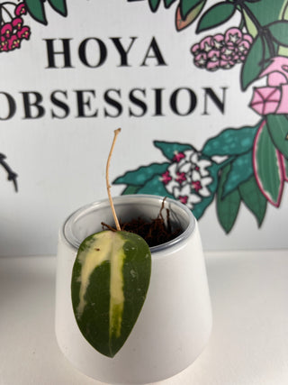 Hoya acuta (Inner variegated)