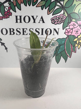 Hoya diversifolia (Inner variegated)