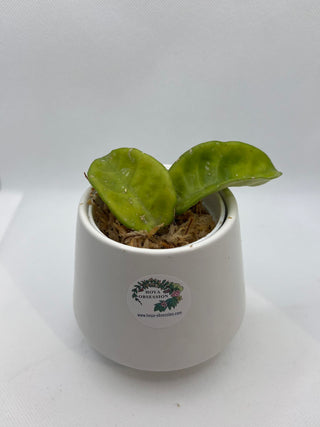 Hoya carnosa 'Krinkle 8'