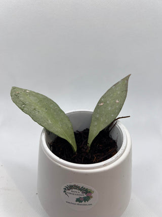 Hoya nicholsoniae ‘New Guinea Ghost’