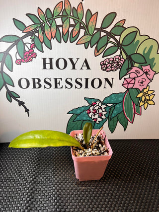 Hoya benguetensis X-1 (Dark Peach)