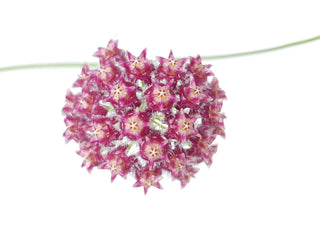 Hoya mindorensis  (Cuttings)