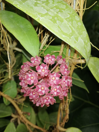 Hoya verticillata Bright Pink