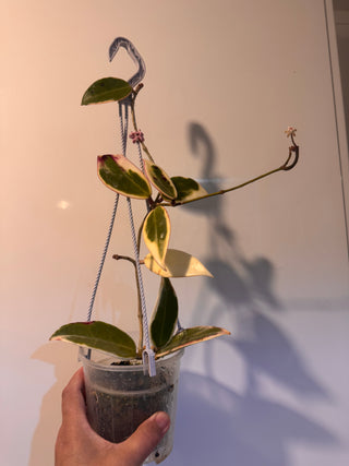 Hoya verticillata ‘Suet Jade’ (Outer variegated),  (aka Yangzhi), Very Rare