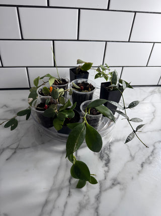 Small-leafed Hoya bundle