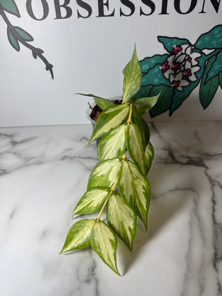 Hoya polyneura (Inner Variegated)