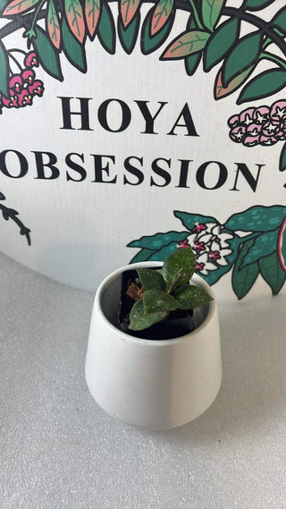 Rare- Hoya ‘Crescille’