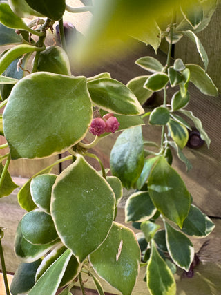 Hoya heuschkeliana (Outer variegated)