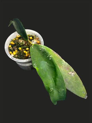 Hoya Fauziana ssp. angulata, Extremely Rare