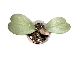 Hoya kerrii (Full Silver)