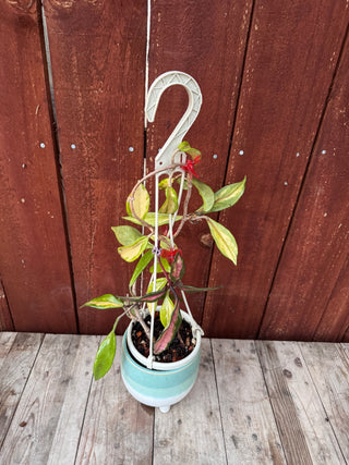 Hoya carnosa ‘Rubra’
