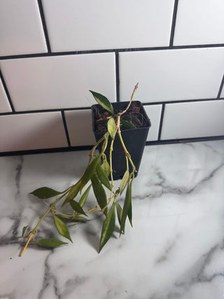 Hoya lacunosa (Inner variegated)