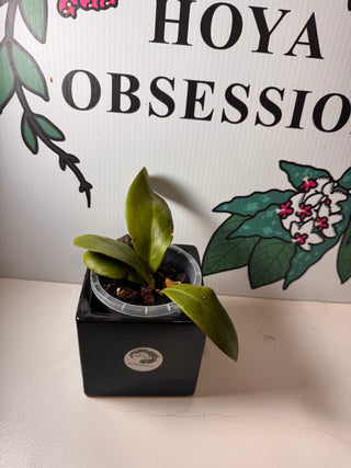 Hoya mindorensis  (Cuttings)