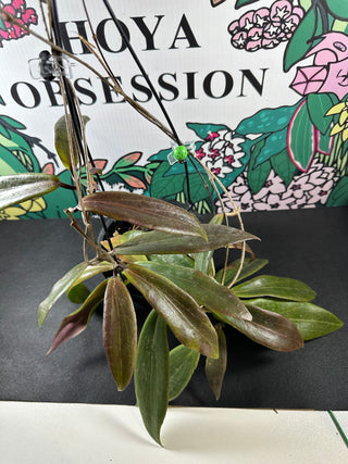 Hoya blashernaezii ssp. siariae