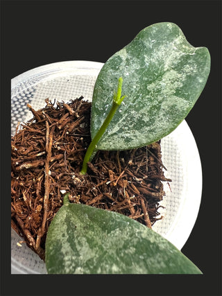 Hoya sp. Indonesia (Splash), Very Rare