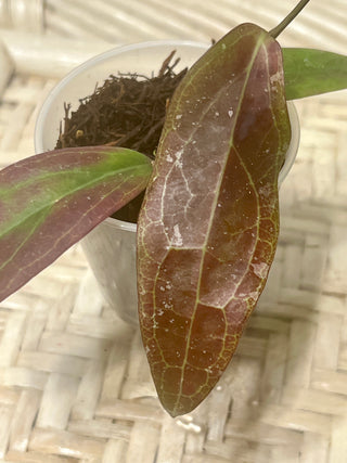 Hoya sp. Teneba, Very rare