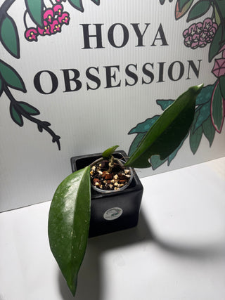 Hoya sp. Ban Ngong Ngoy