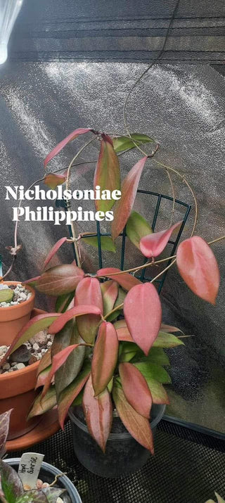 Hoya nicholsoniae (Philippines)