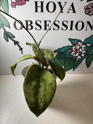 New Release - Hoya latifolia (Silver)