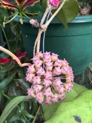 Hoya vitellina,full plant