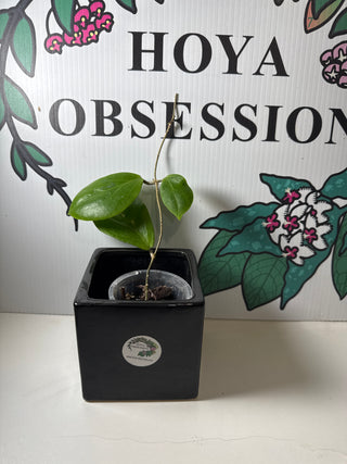 Hoya nicholsoniae 'Peach Bomb'