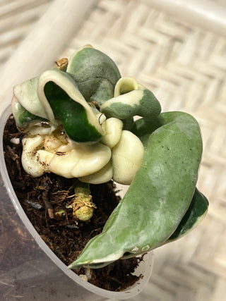 Hoya carnosa ssp. compacta  ‘Regalis’ (Outer  variegated Hindu rope)