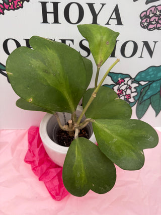 Hoya kerrii (Inner variegated)