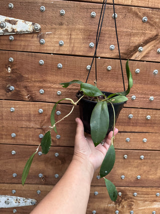 Bundle of Philippine Hoyas