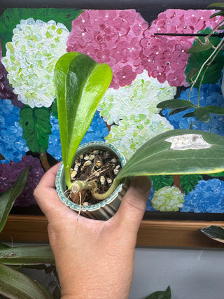 Hoya pachyclada (Variegated)- Rare Clone