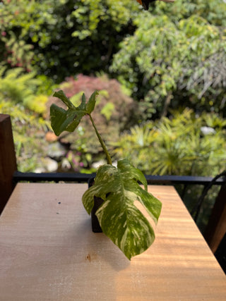 Variegated Monstera
