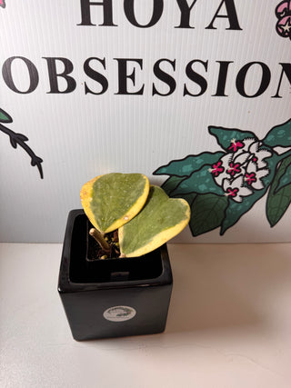 Hoya kerrii (Outer variegated) - Cuttings