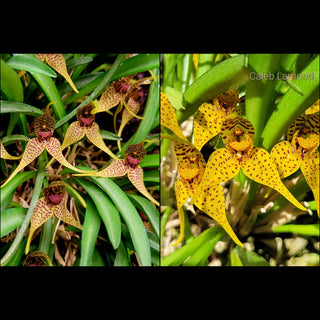Dryadella zebrina x Dryadella edwallii -