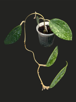 Hoya sp. Rangsan