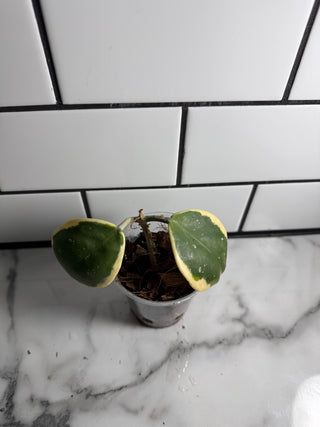 Hoya obovata (Outer variegated)