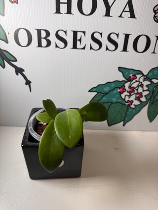 Hoya mindorensis  (Cuttings)