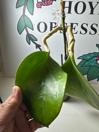 Hoya loyceandrewsiana