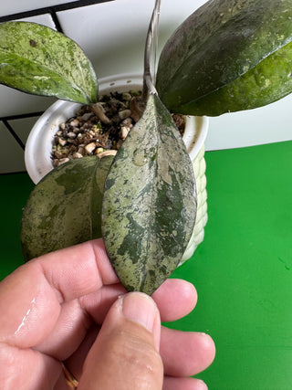 Hoya ‘Joy’ (Splash)