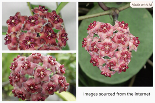 Hoya excavata