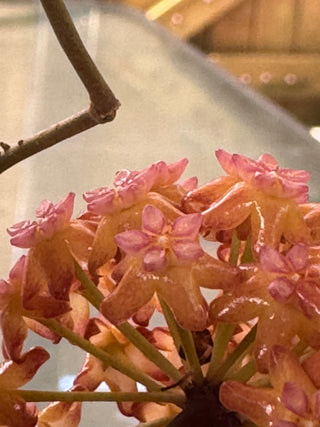 Hoya nicholsoniae 'Peach Bomb'