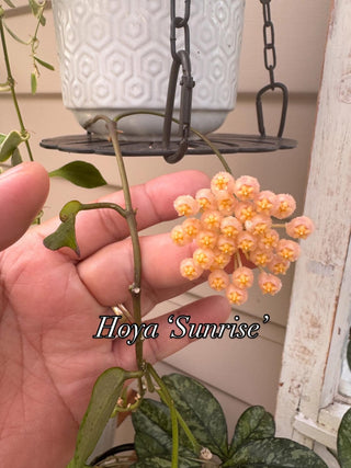 Bundle - Philippine Hoyas - Rare Hoyas